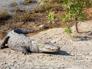Marsh Crocodile (Gando)