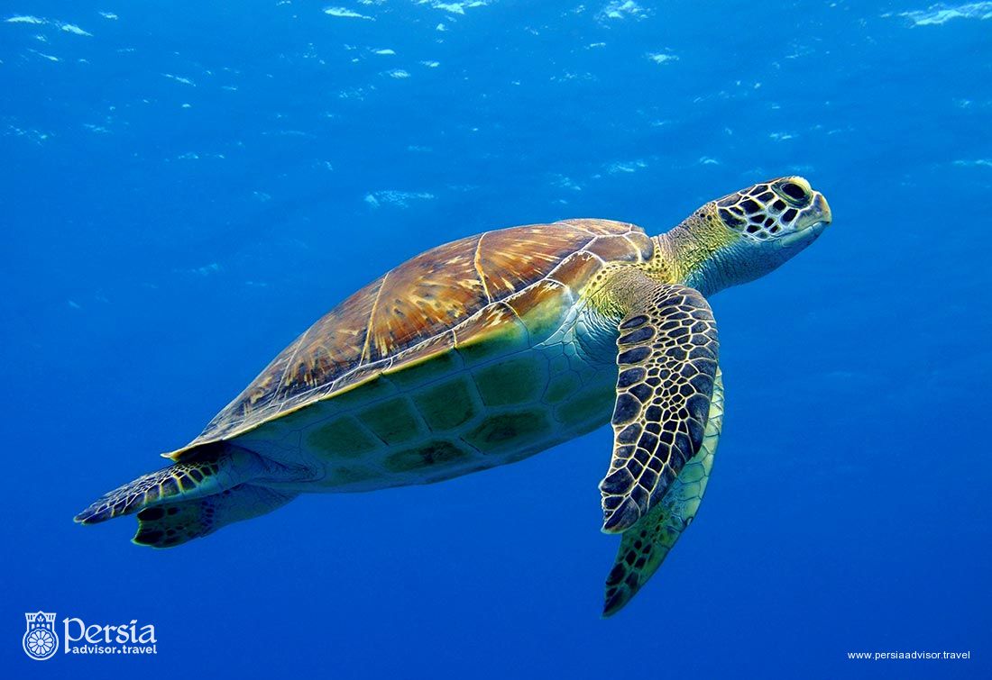 Hawksbill Sea Turtle, Iran - Persia Advisor Travels
